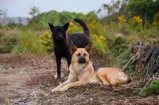 娱乐吃瓜酱中华田园犬